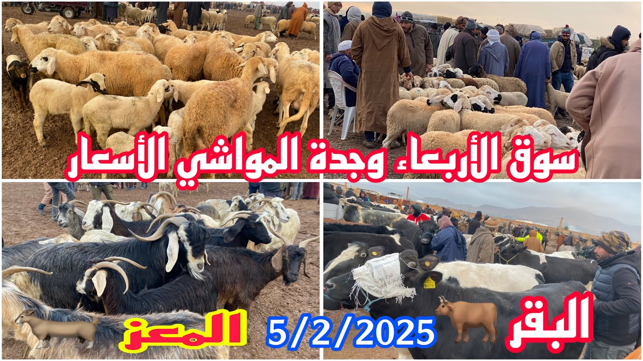 مباشرة من سوق الأربعاء وجدة مع خير الشتاء الأسعار المواشي عجول بقر المعز