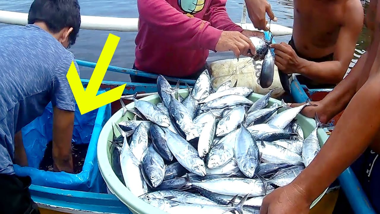 Amazing Traditional Handline Fishing | Mackerel Tuna Fishing in Southeast Asia