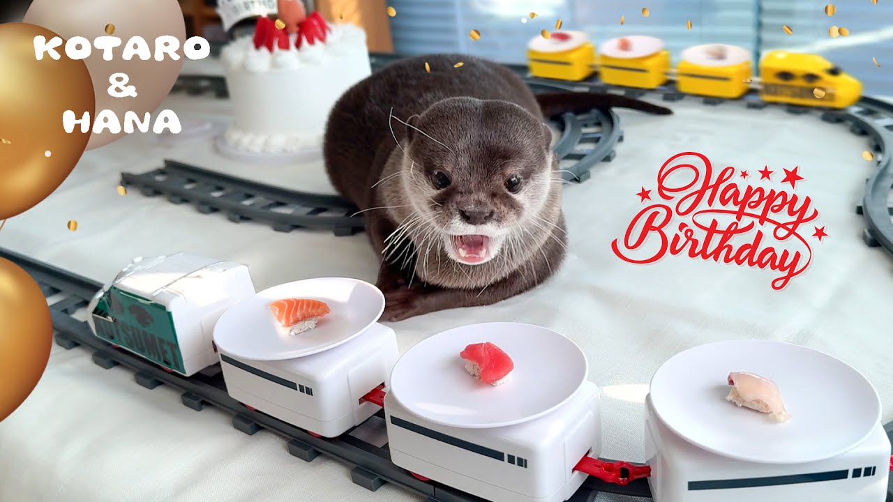 カワウソコタロー７歳の誕生日に寿司トレインを走らせたら大興奮！　Otter Kotaro&rsquo;s Otterly Awesome Sushi Train Birthday Party!