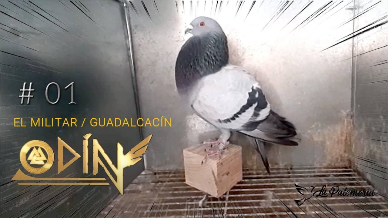 Palomos de Hembreo David Militar Odin Captura paloma de hembreo