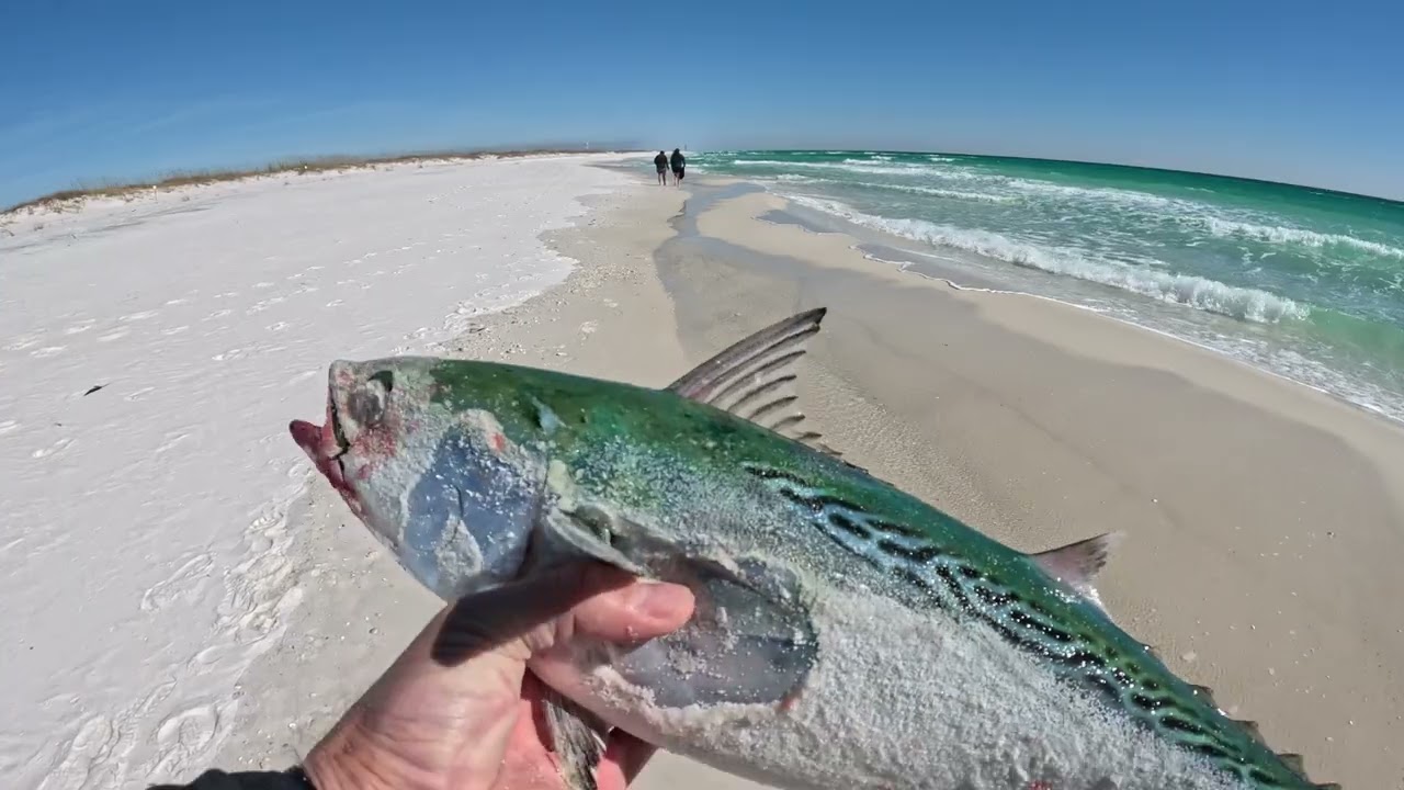 Navarre Beach Bonita Sight Fishing