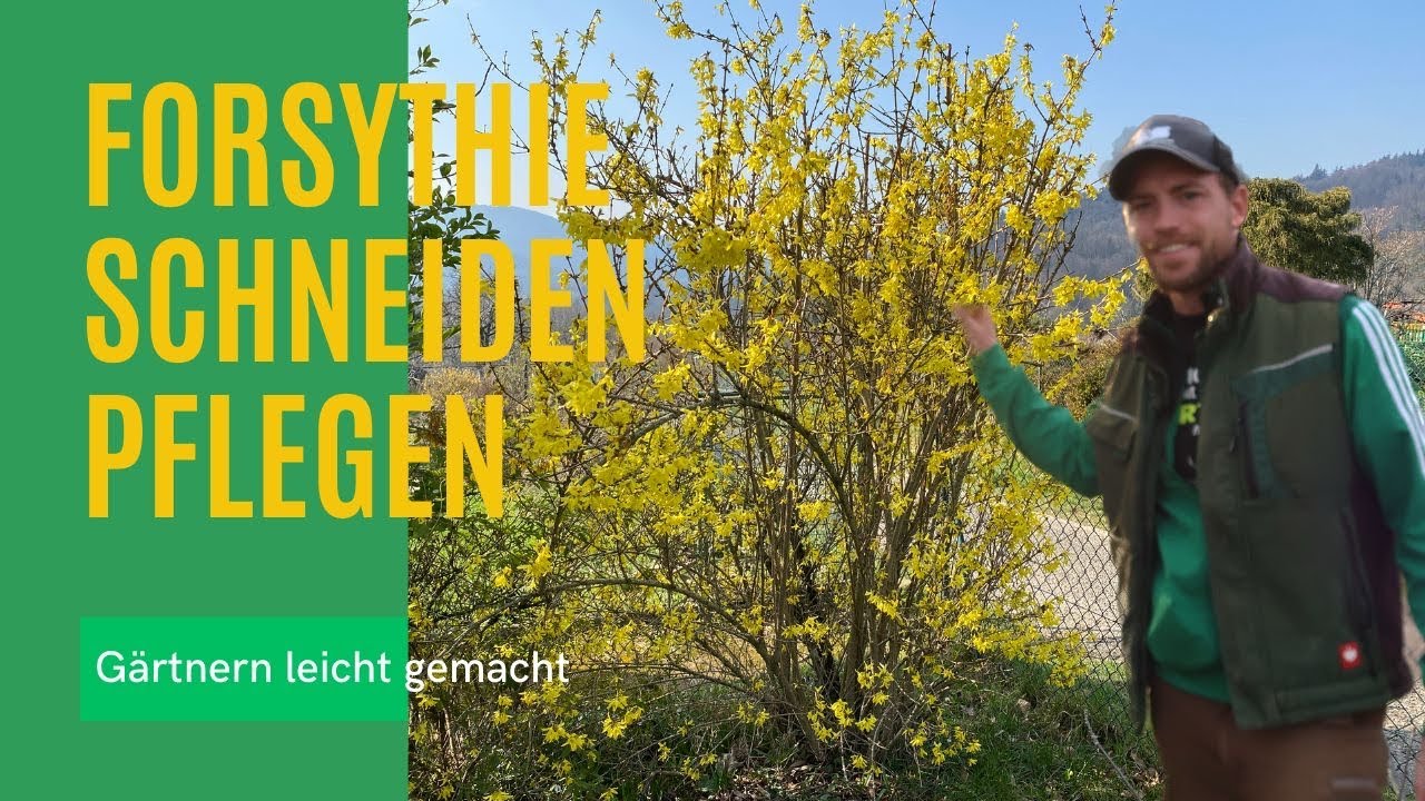 Forsythie schneiden lernen 🌻 Richtig Forysthien zurückschneiden