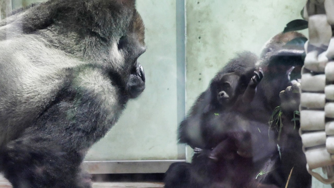 パパは触れない…赤ちゃんと目が合った一瞬｜京都市動物園｜撮影日2026.2.26｜【きょうのゴリラ】