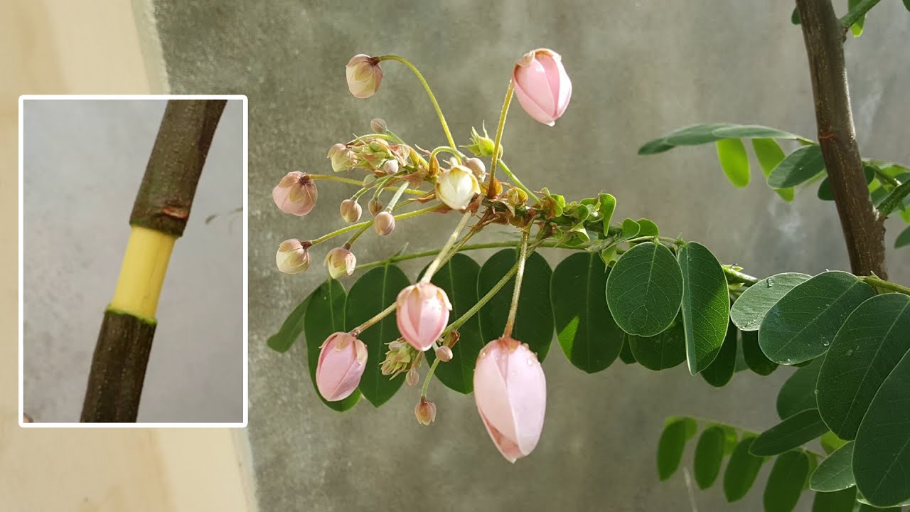 Is it possible to propagation Cassia Nodosa with air-layering?