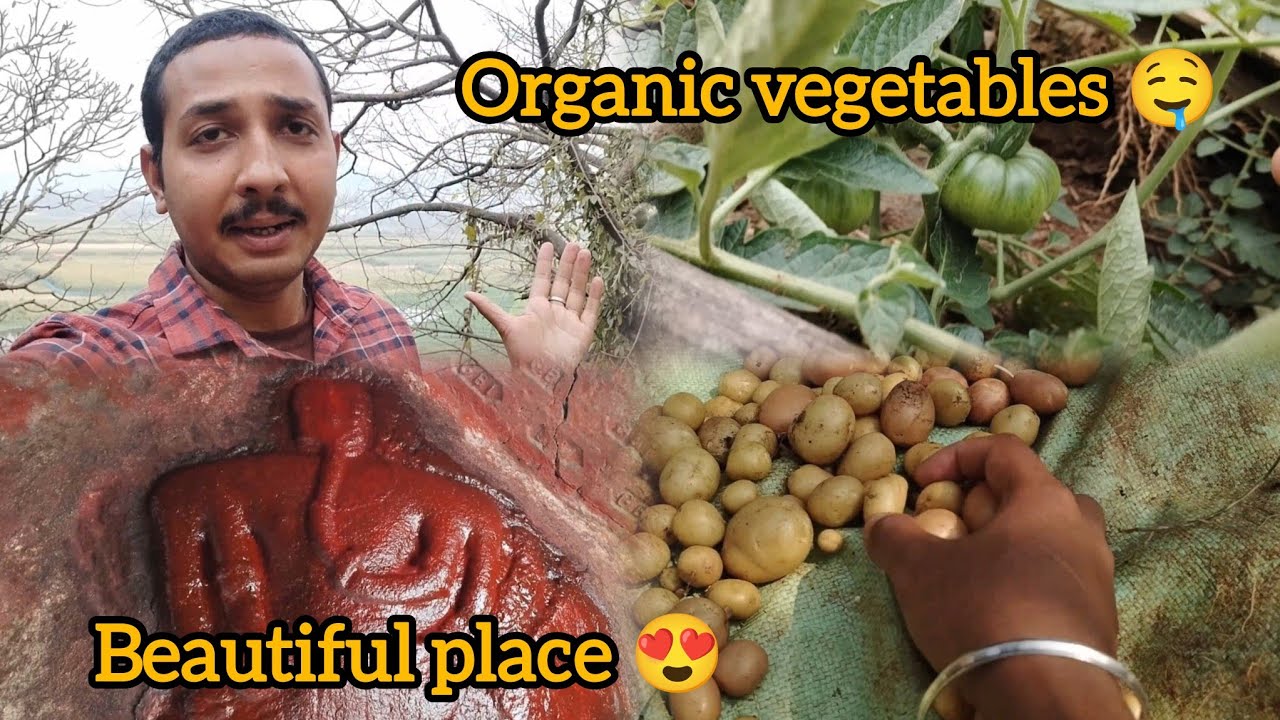 I harvested lots of organic vegetables and visited Lord Ganesha Temple situated in a beautiful area.