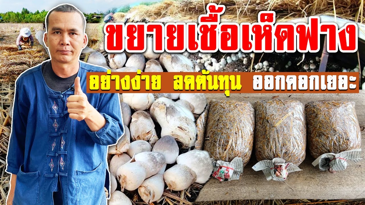 การขยายเชื้อเห็ดฟาง อย่างง่าย