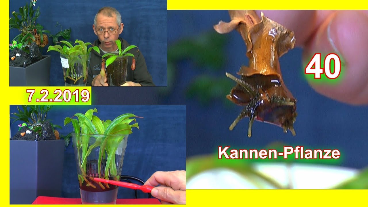 Kannenpflanzen Nepenthes Vermehrung Update der Stecklinge 7.2.2019