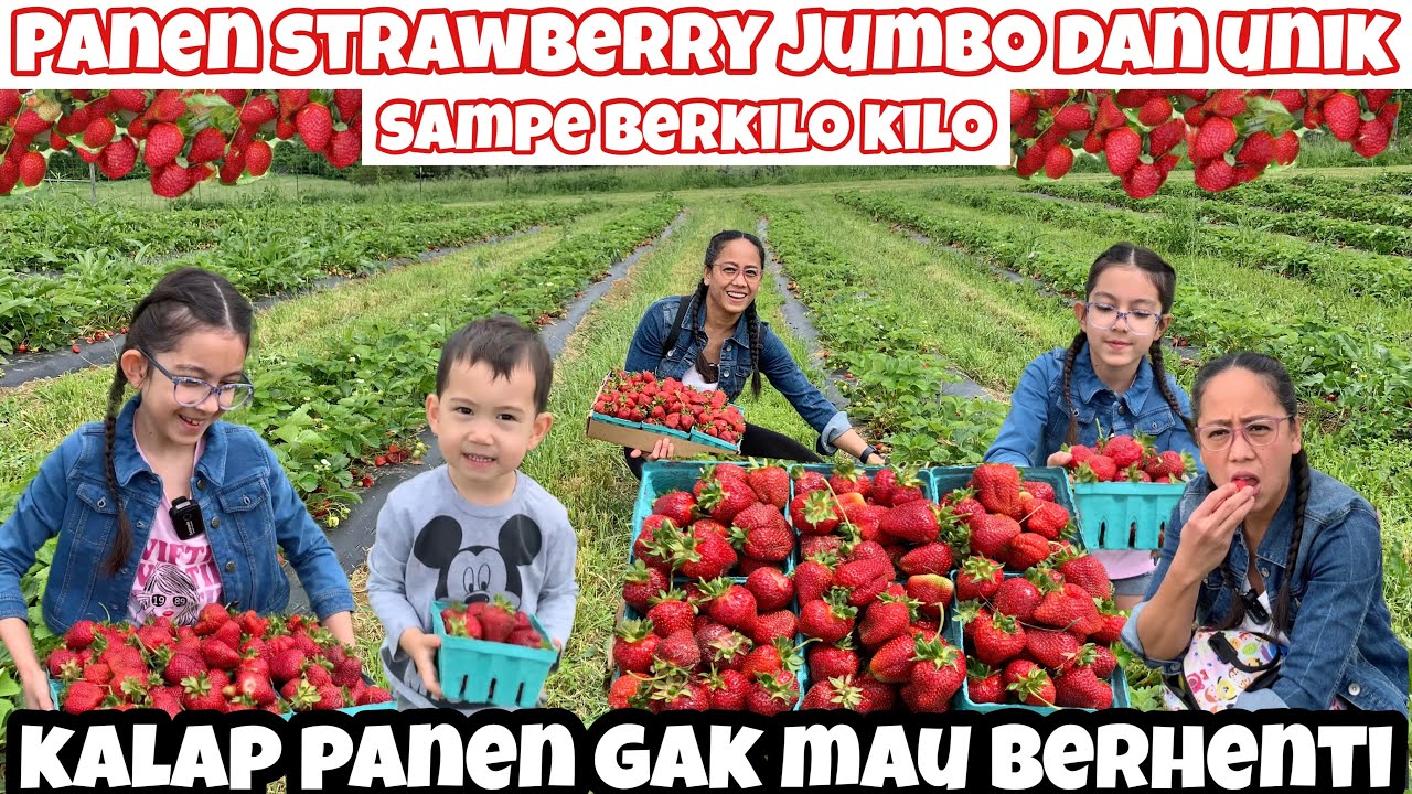 PERDANA!! PANEN STRAWBERRY JUMBO DI LADANG UMUM YANG SUPER LUAS SAMPE BERKILO KILO PANEN TAHUN 2024