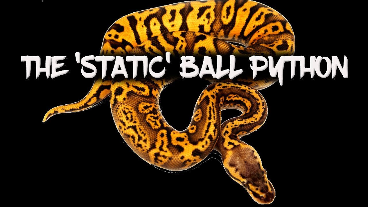 New Ball Python Morph - Created out of 'Thin Air'!