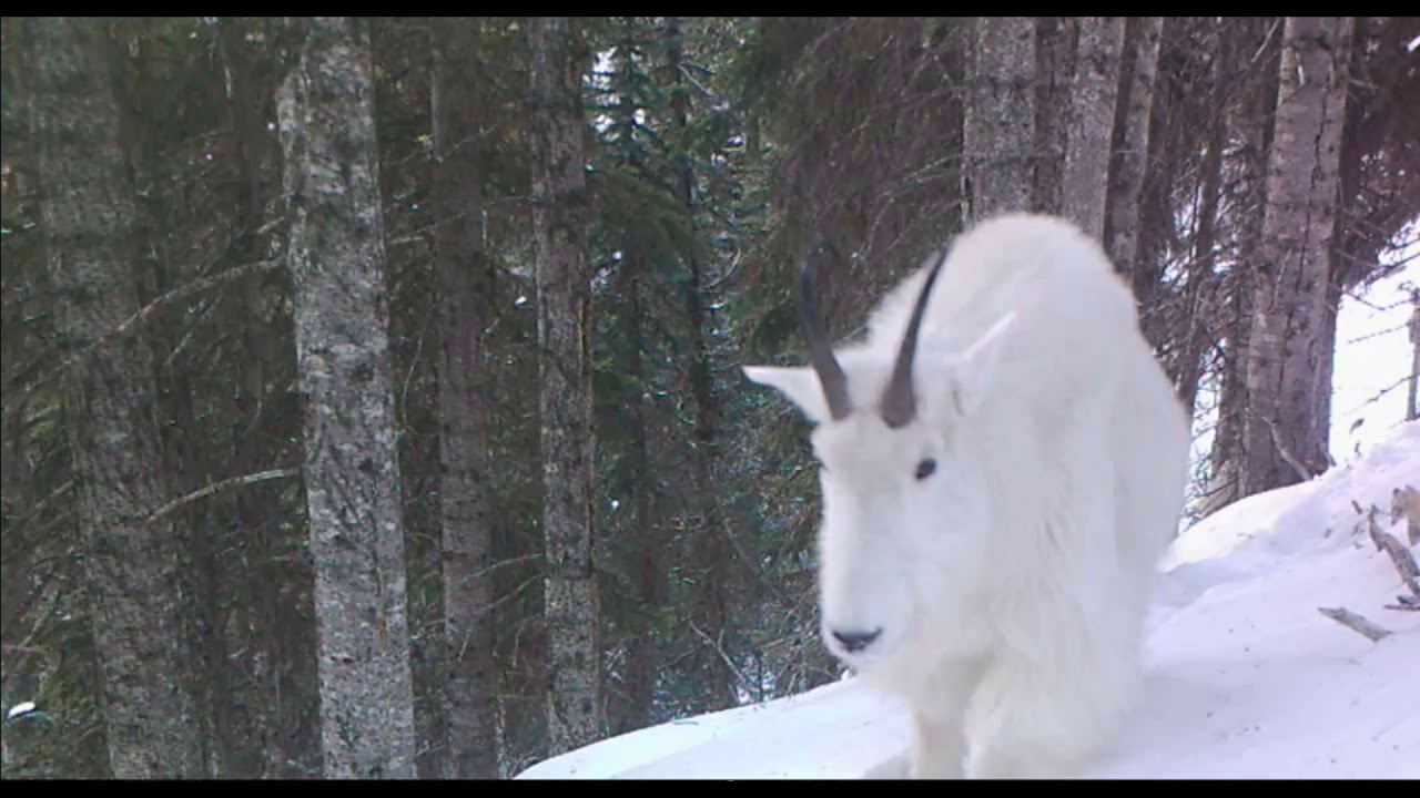 Inside a Mountain Goat Winter Home