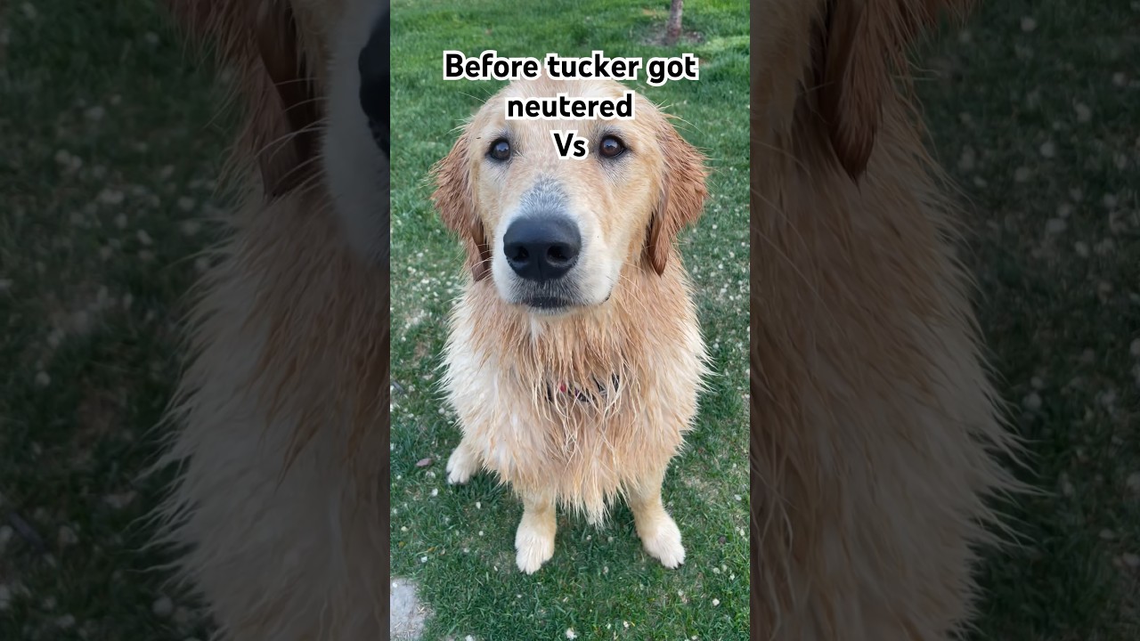Tucker before vs after he got neutered #shortsfeed #dog #doglover #viral #puppyvideos #dogshorts