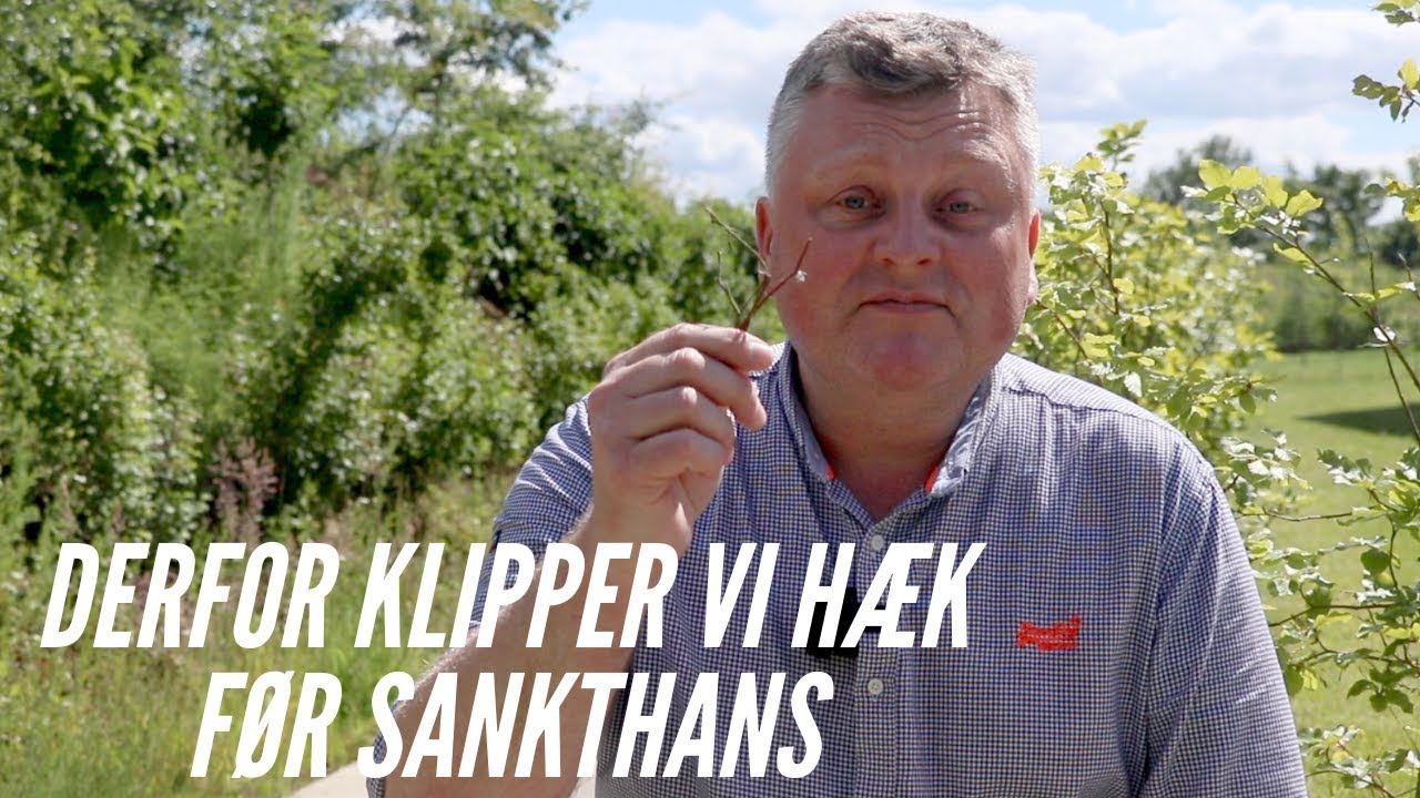 Derfor klipper vi h&aelig;k inden Sankthans, selvom det er skidt for h&aelig;kken