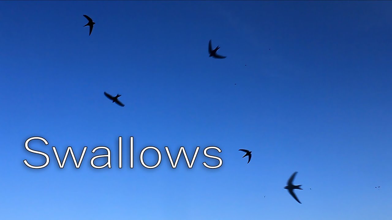 Swallows, with Sounds of Sparrows in the Morning
