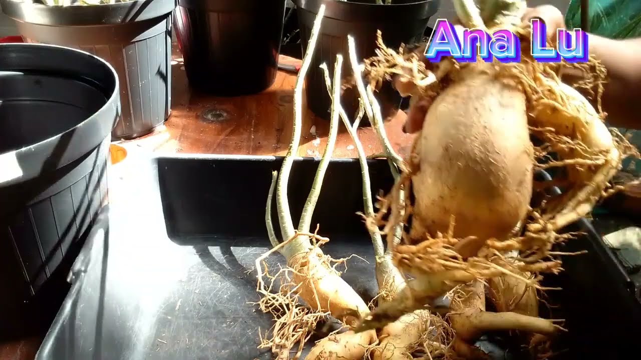 kits para venda de rosa do deserto de semente!