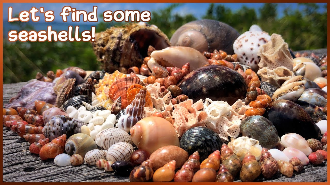 Finding Seashells at Low Tide | Mini Shells and Rock Pools #shelling