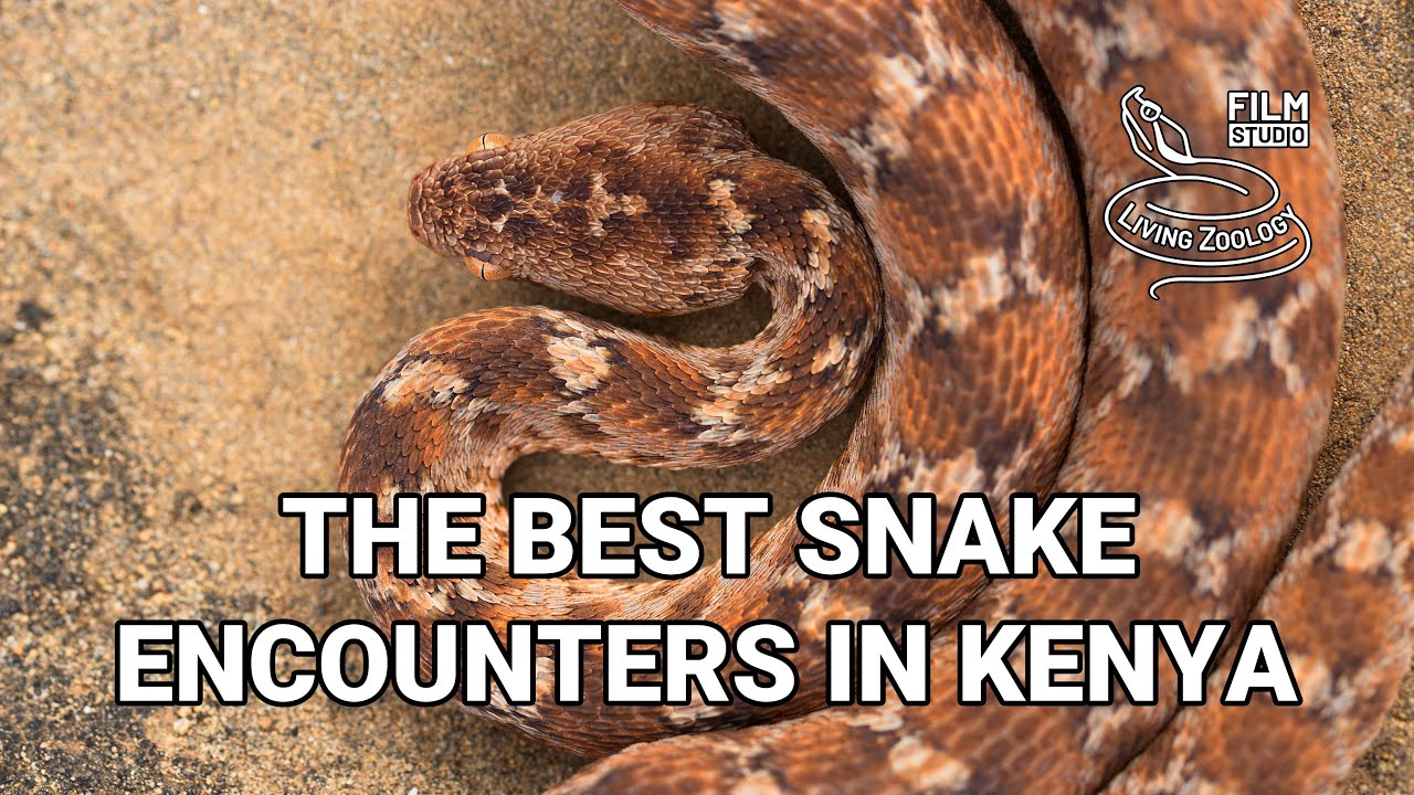 Searching for snakes in Kenya - best snake encounters!