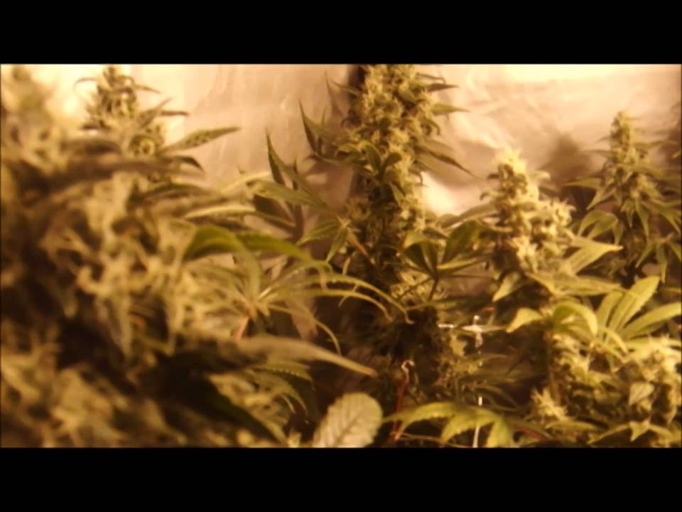 SCROG JACK LA MOTA 7&ordf; Semana desde cambio