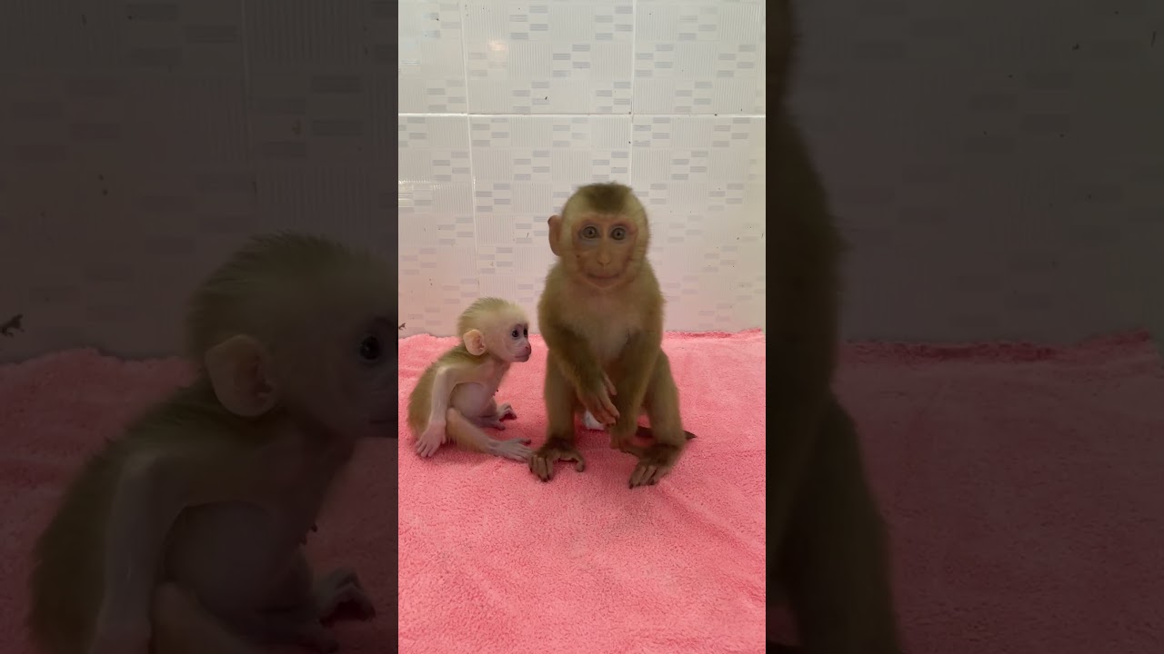 so lovely monkey mason and baby tantan