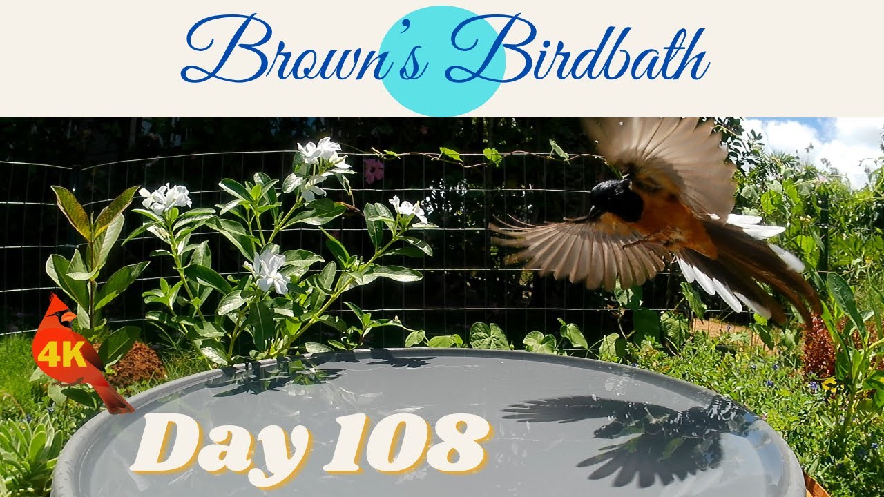 Brown's Birdbath Day 108 #wildbirdsinhawaii #ハワイの野鳥 #whiteeye #メジロ #shama #アカハラシキチョウ #cardinal