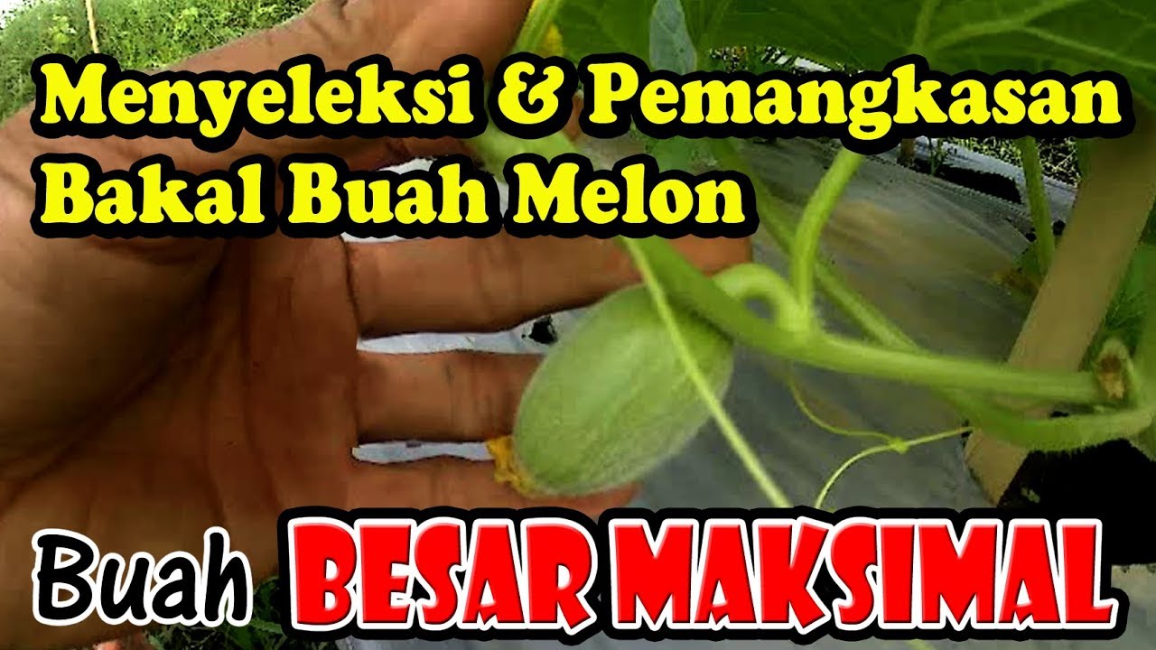 Seleksi Buah Melon Agar Besar Maksimal #68