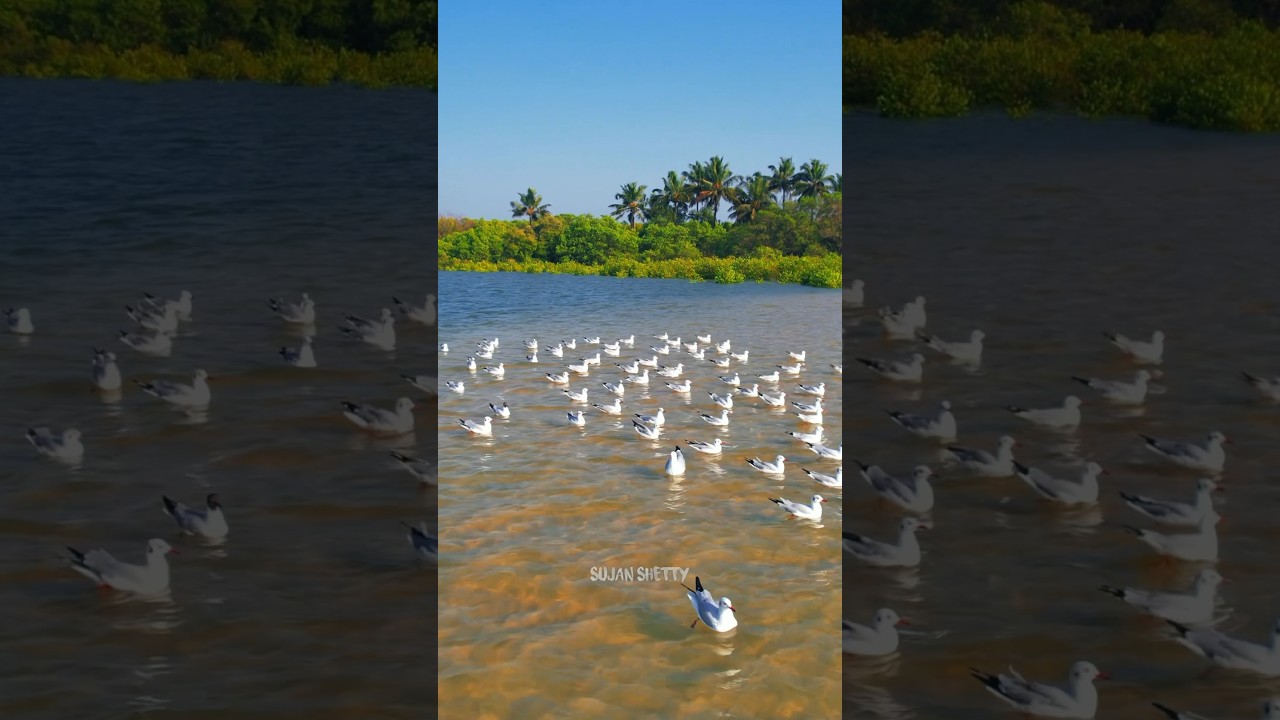 Birds Paradise😍📍Kodi Beach, Kundapura #kodibeach #kundapura #birdparadise #udupi