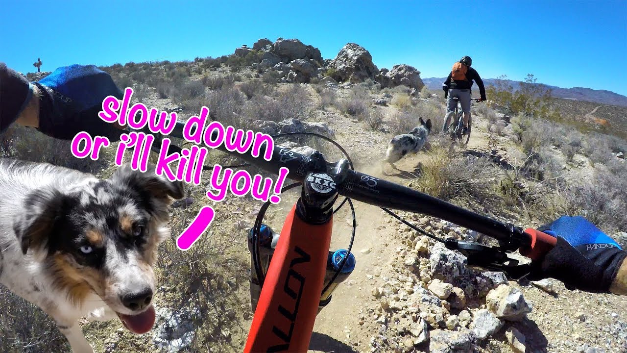 This trail dog is gonna eat me | Mountain Biking in Beatty, Nevada