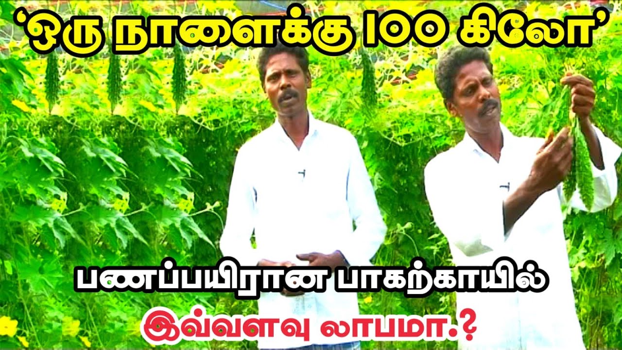 போட்ட முதலுக்கு உத்திரவாதம் | அதிக வருமானம் தரும் பாகற்காய் சாகுபடி | Bitter Gourd farming