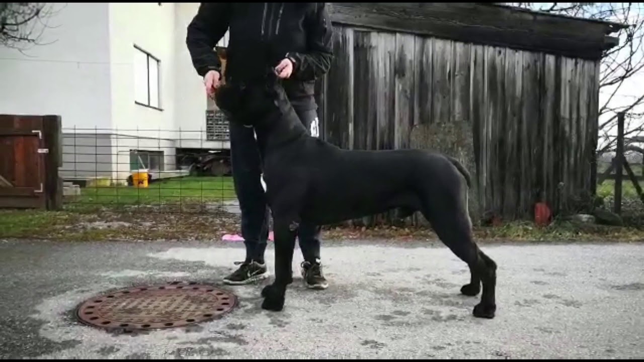 Mockingjay Custodi Nos Sangue Magnifica CANE CORSO