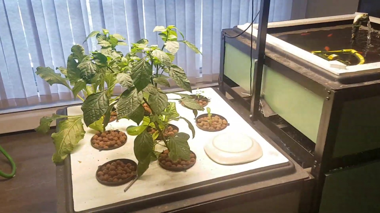 Aquaponics legal cannabis and peppers flowering