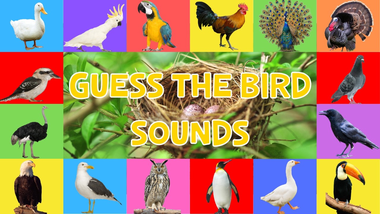Guess the Bird Sounds for Kids | Learn 21 Amazing Bird Sounds! 🎶