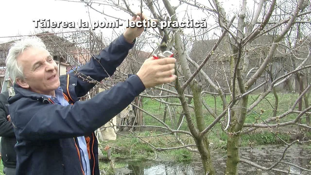 Tăierile la pomi fructiferi- lecție practică
