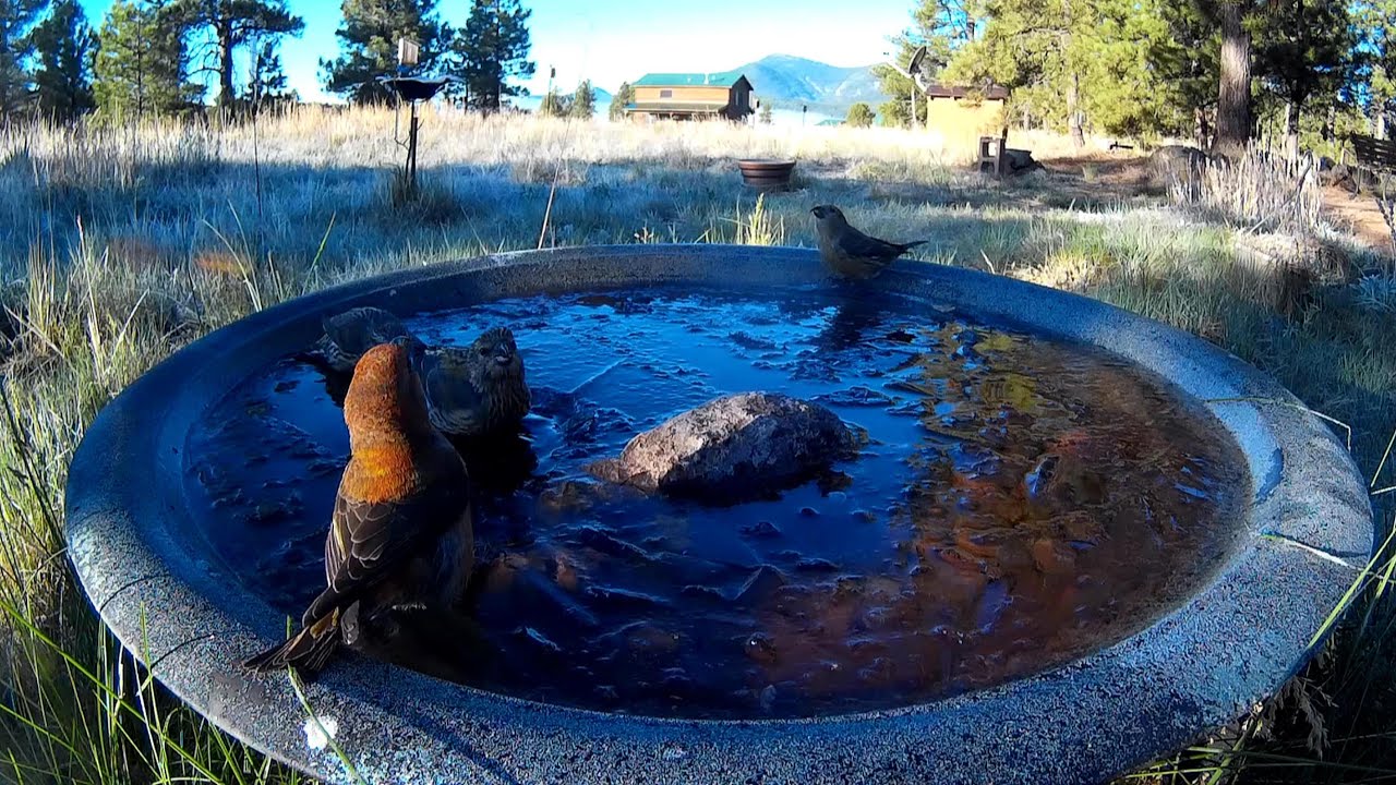 Crossbills on Ice