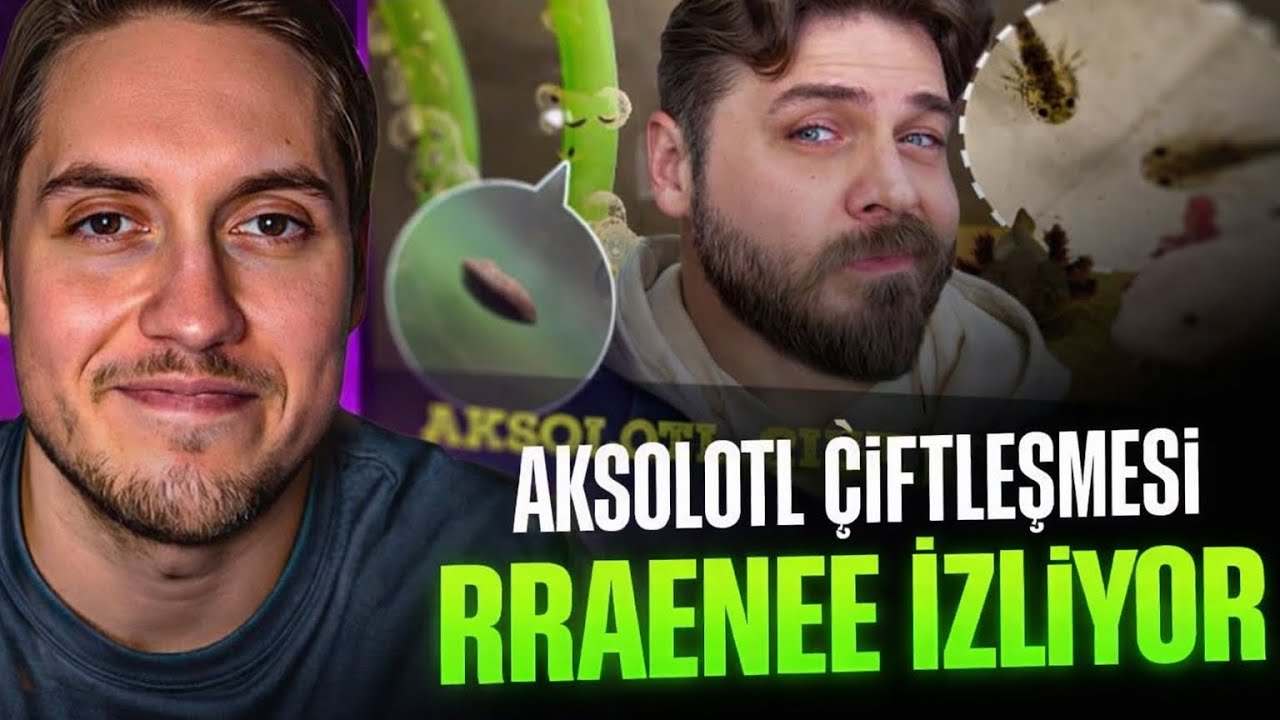 RRaenee - AKSOLOTL ÇİFTLEŞMESİ İzliyor !  @Karincaciftligim