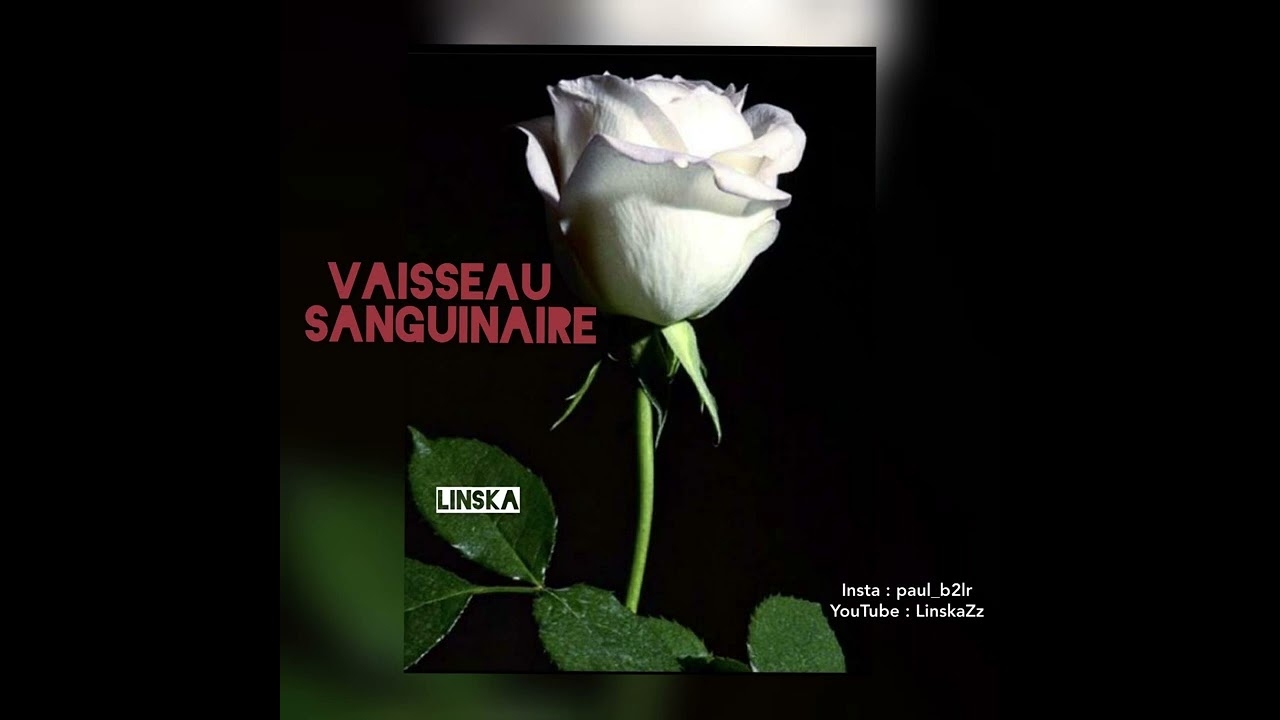 VAISSEAU SANGUINAIRE 