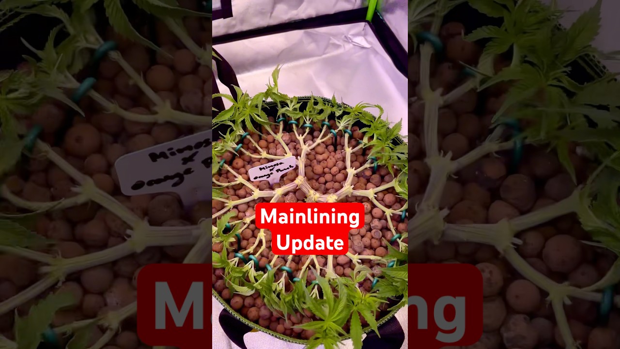 Mainlining Tag 62🍁🍂 #mainlining #weed #grow #indoor #barneysfarm #zamnesia