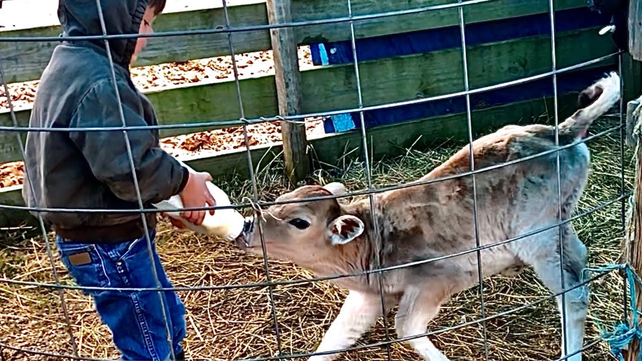 Training a newborn calf to a bottle!