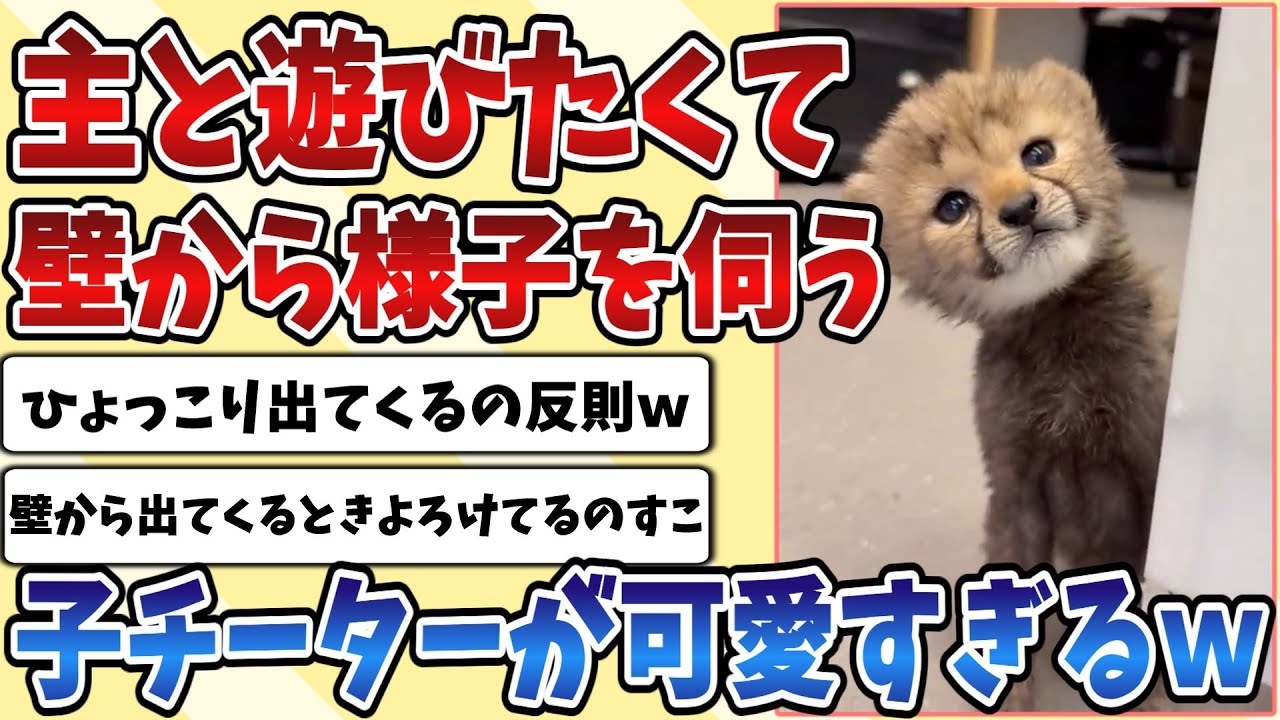 【2ch動物スレ】飼い主と遊びたくて壁からこっちをじーっと見つめてくる子供の『チーター』があまりにも可愛すぎてしまうｗｗｗ