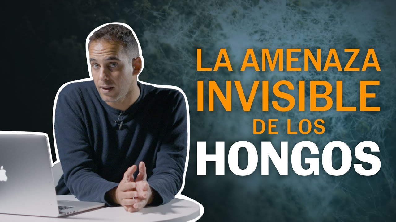Hongos: no estamos preparados para una pandemia. La OMS alerta de 19 especies mortales | EL PA&Iacute;S