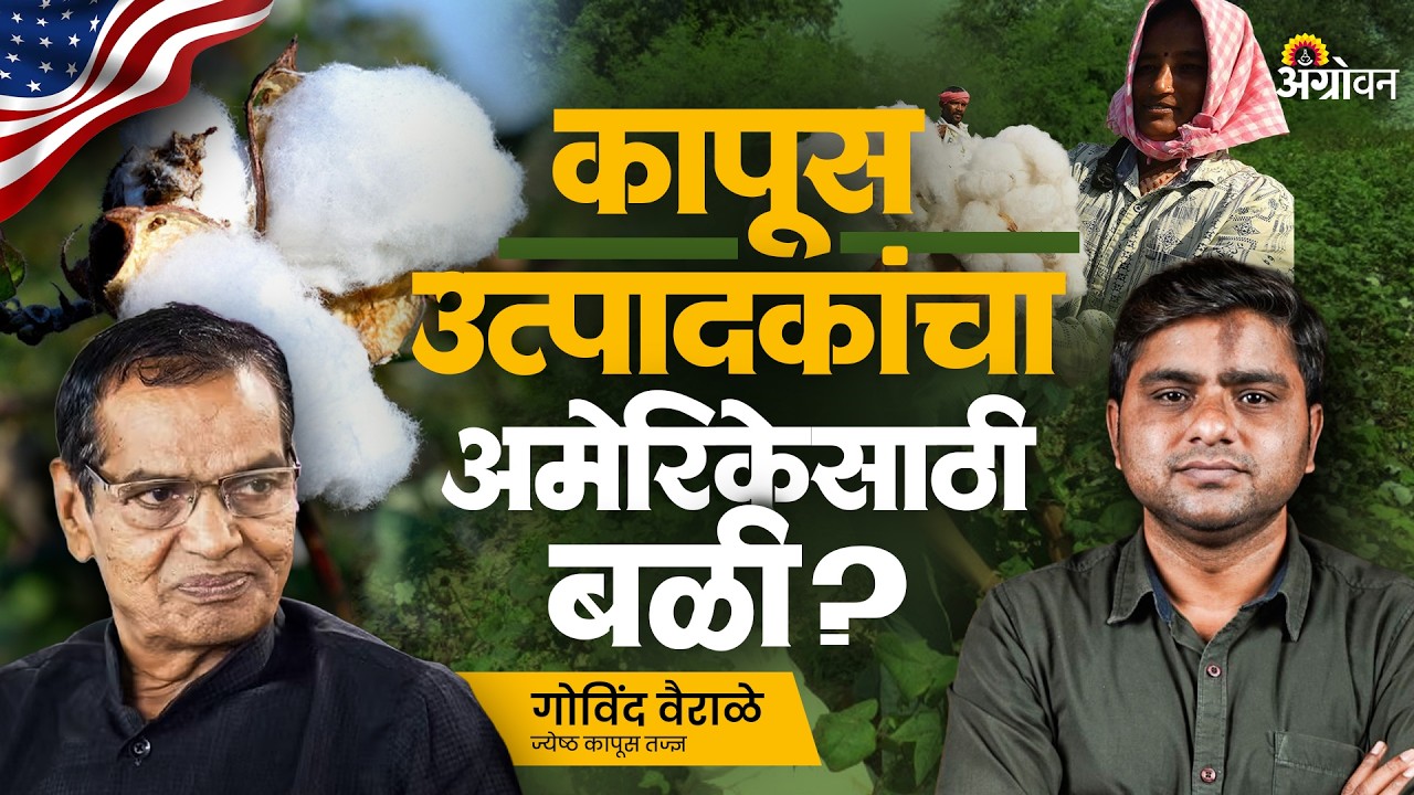 Cotton Rate: कापसाचे भाव पाडण्यामागे सरकारचा उद्देश काय ? | Agrowon