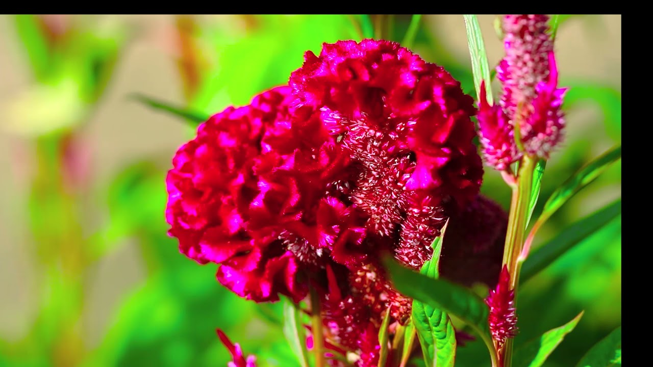 Beautiful flower   beautiful Flower Ser Morn  Amazing ​Flowers #Short EP  8