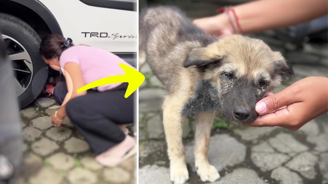 He Was Hiding Under the Car, Crying in Agony – We Almost Didn't Make It in Time