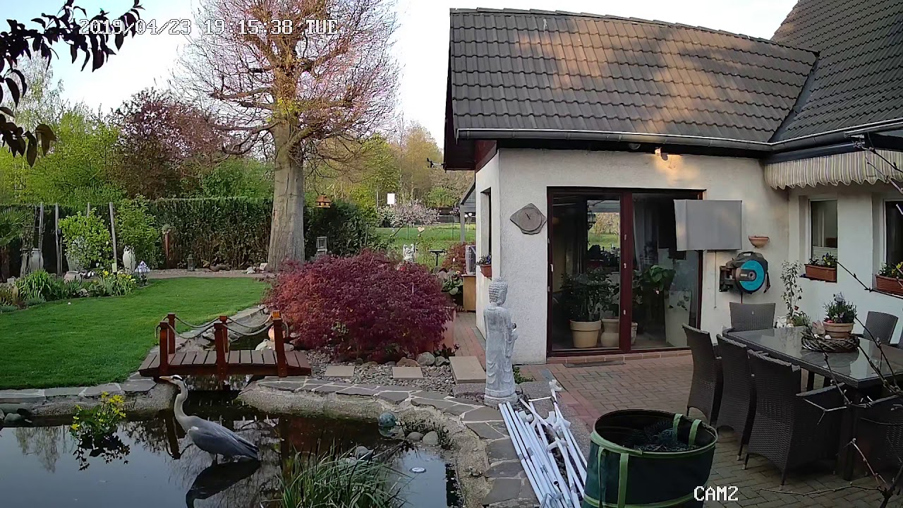 Fischreiher im Gartenteich
