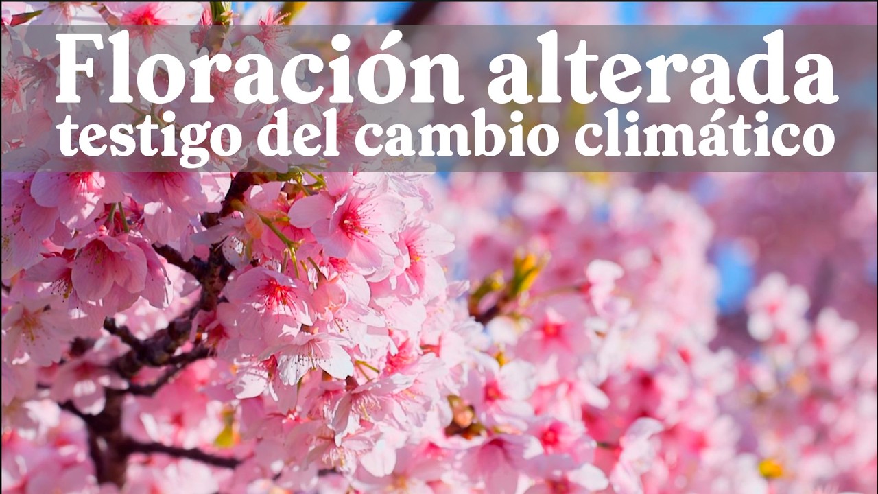 Floración alterada por el cambio climático