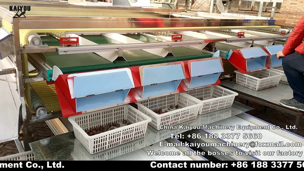 olive  classifier Olive sorting machine Walnut machine selection