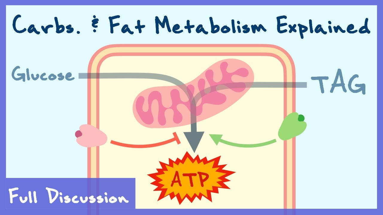 Carbohydrate & Fat Metabolism Explained | Full Discussion