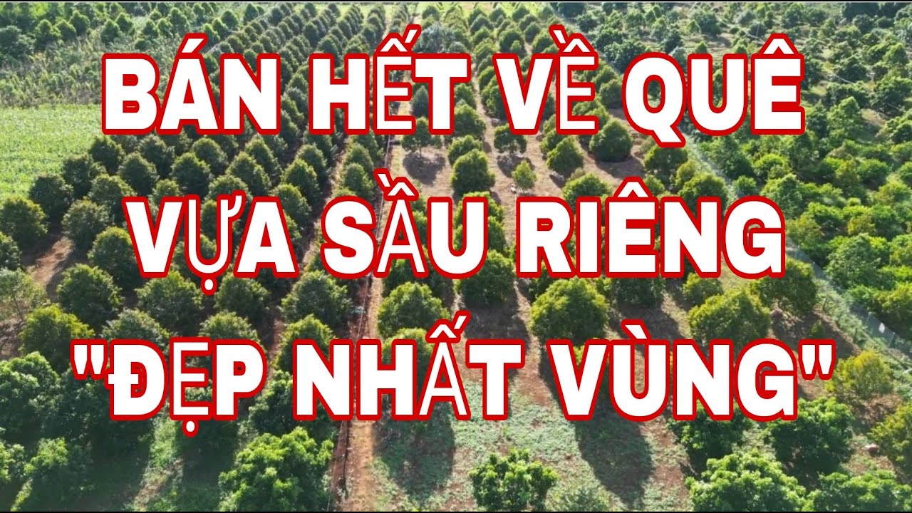 [ bán hết về quê ] vườn sầu riêng kinh doanh đẹp nhất vùng , sẵn nhà ,đất đỏ bazan , full tiện ích
