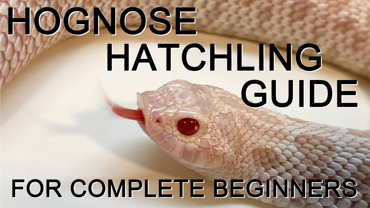 Hognose Hatchling Setup for Complete Beginners!