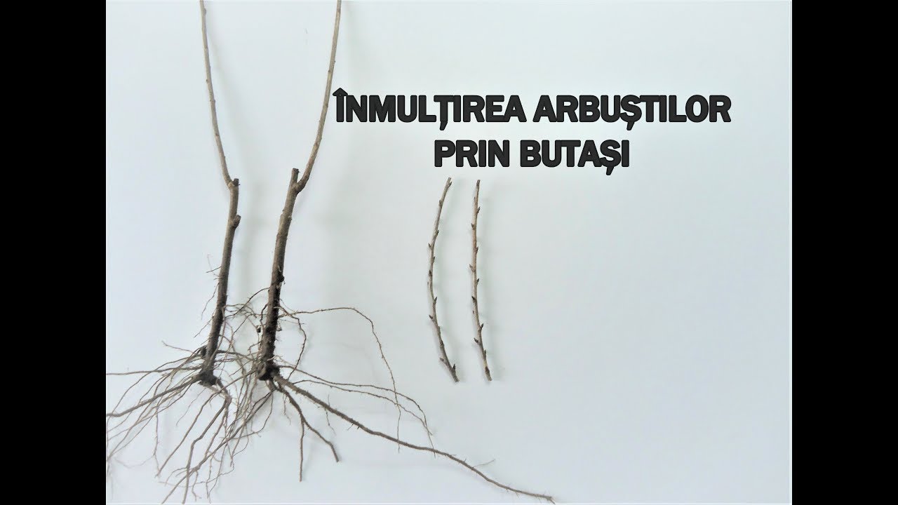 Inmulțire agriș și coacăz prin butași
