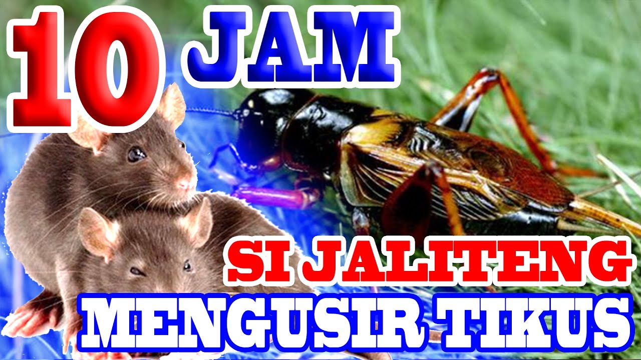 #AMPUH_SUARA_JANGKRIK  MENGUSIR TIKUS - 10 JAM NON STOP