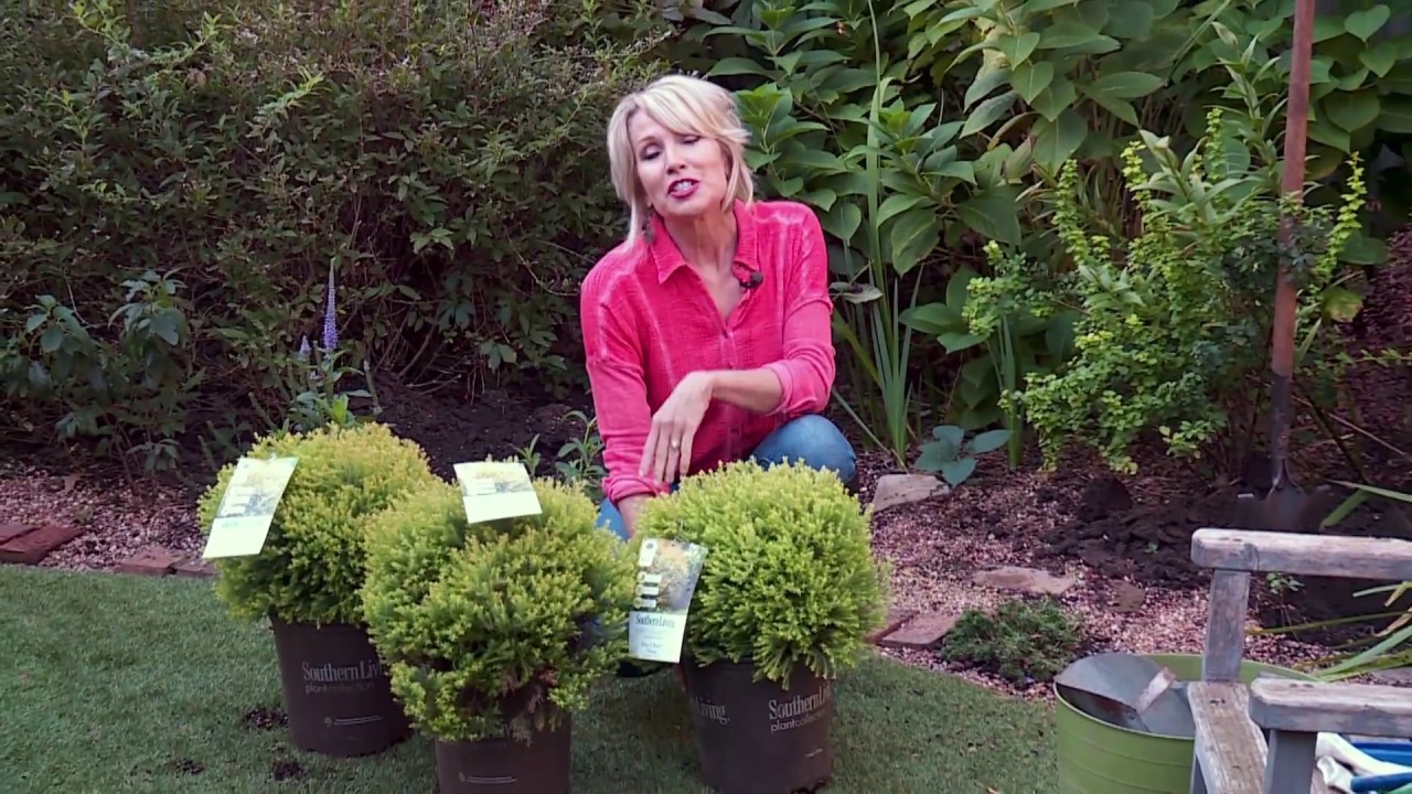 Plant Fire Chief Arborvitae with Linda Vater - This Evergreen Shrub Offers Year Round Color